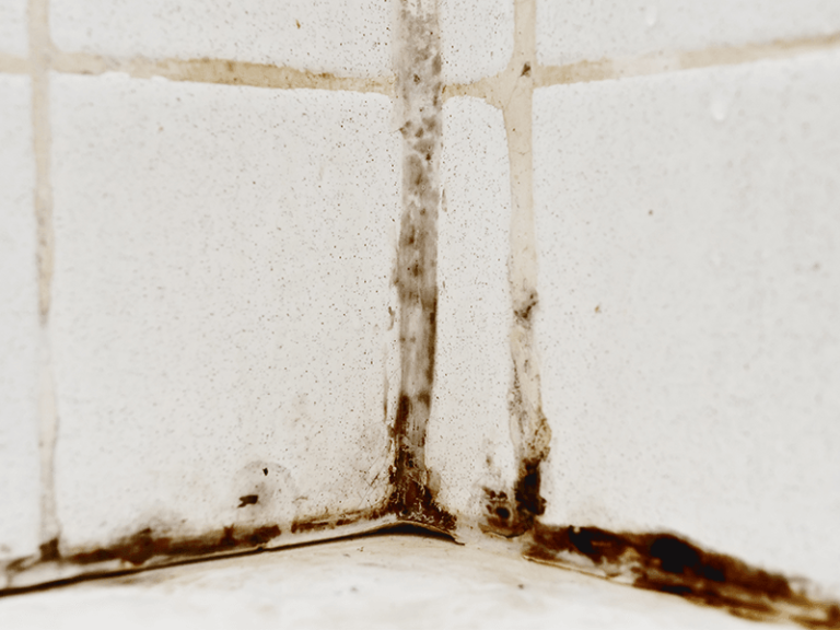 A Step by Step Guide to Prevent Bathroom Mold Growth Inspect It 1st